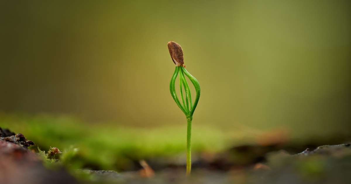 A close-up photo of a sprouting plant in soil, signifying new growth.